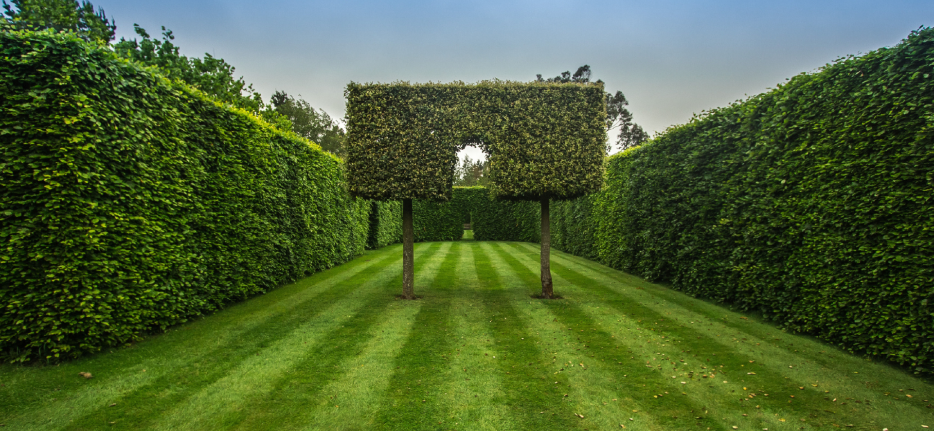 Neat hedges, representing the need for charity competitor analysis